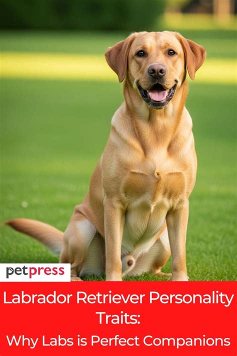 Key Traits of the Labrador Personality