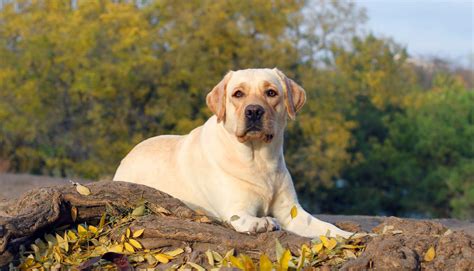 Key Traits of the Yellow Labrador