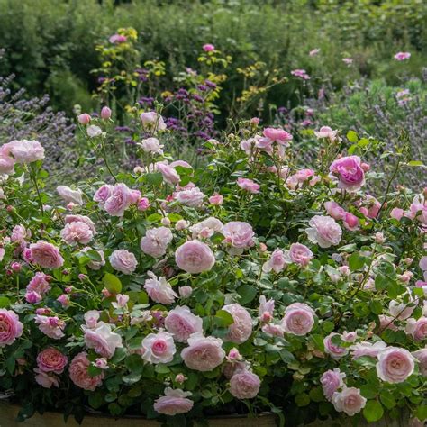 Key Types of Old Garden Roses to Discover