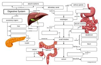 Key principles of MAP Concept Map Of Digestive System