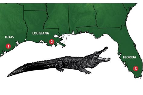 Map of alligators in US
