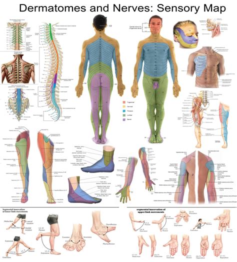 Map of nerves in the body
