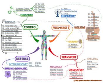 Key principles of MAP Map Of The Human Body