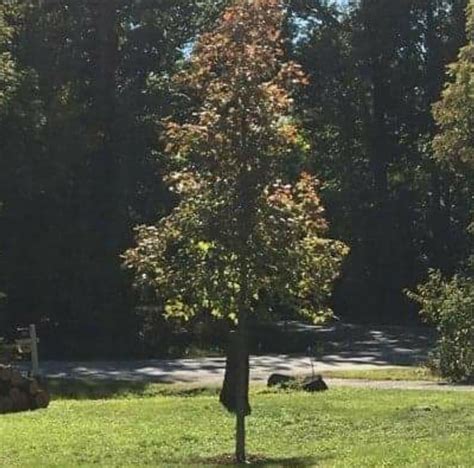 Download Keychain Sublimation Background Cricut SVG For Crafts