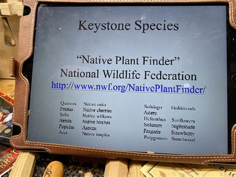 Keystone Species Activity Answer Key