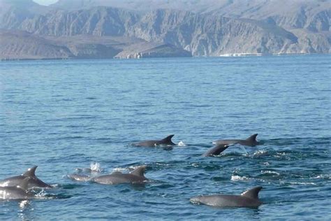 Khasab Dolphin Tour Review: Snorkeling & Lunch Included