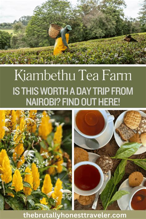 Kiambethu Tea Farm Review