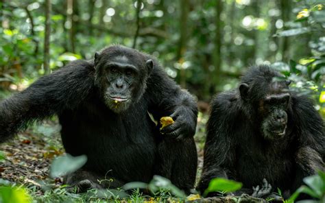 Kibale Forest chimpanzees