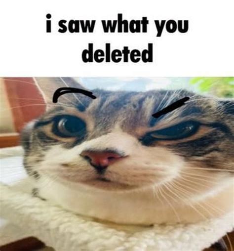 Kid Appropriate Cat Memes