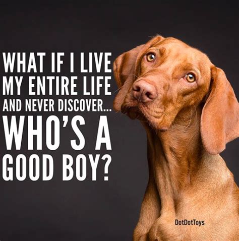 Kid Appropriate Dog Memes