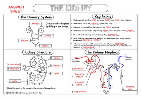 Kidney Structure And Function Worksheet