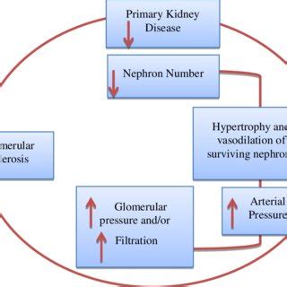 Kidney Issues: The Vicious Cycle