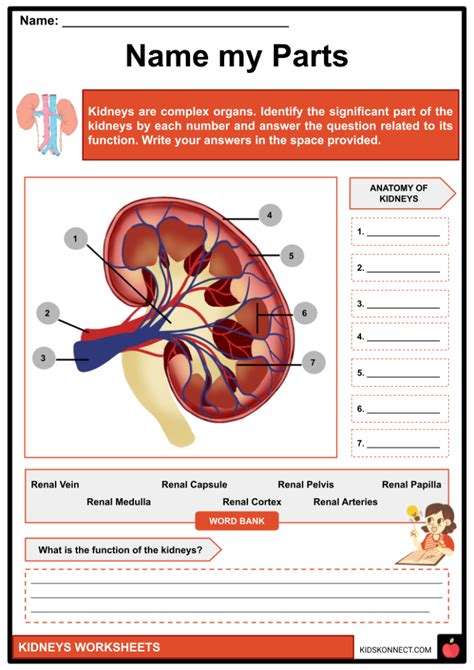 Kidney Structure And Function Worksheet