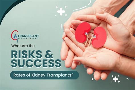 Kidney Transplants: Success, Risks & What to Expect.