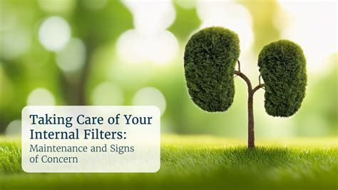 Kidneys: Protecting Your Filters