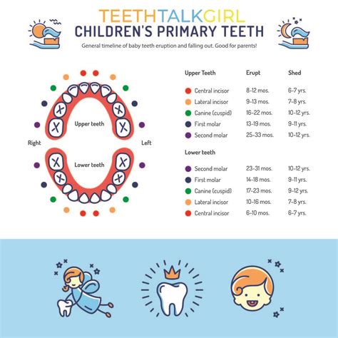Kids Teeth Falling Out Chart