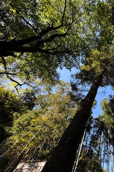 Kifune Valley Nature