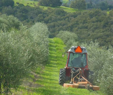 Kiler Ridge Olive Farm