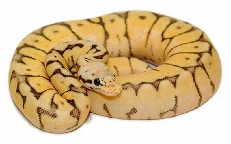 Killer Bee Ball Python: What You Need to Know