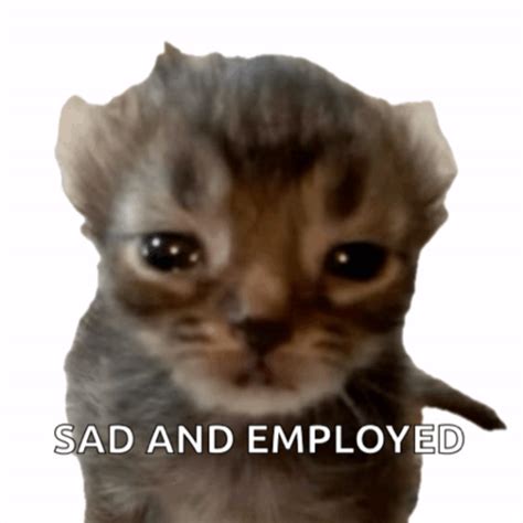 Killer Queen Crying Cat Meme
