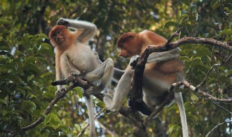 Kinabatangan Proboscis Monkeys