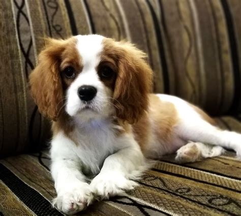King Charles Cavalier Mix Puppies: The Perfect Addition To Your Family
In 2023