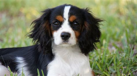 King Charles Spaniel Black And White Puppy