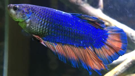 King Betta Fish