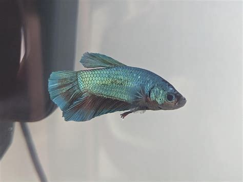 King Betta Male