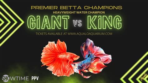 King Betta Size