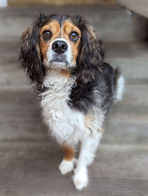 Beaglier Beagle/Cavalier King Charles Spaniel Mix Beagle, Beagle