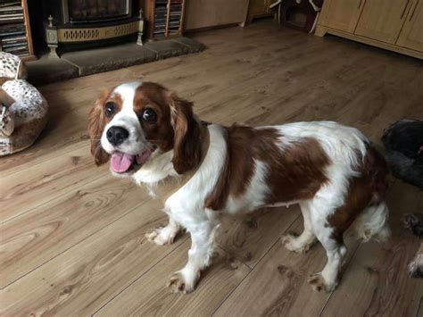 Ralphy 9 month old male Cavalier King Charles Spaniel cross Springer