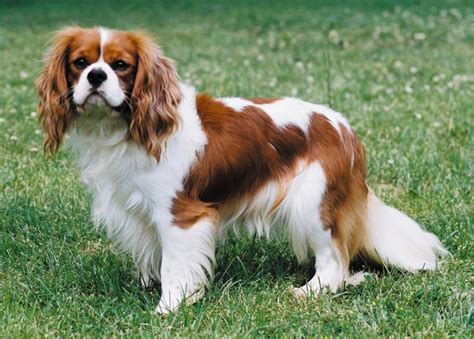Cavalier King Charles Spaniel Information Dog Breeds at thepetowners