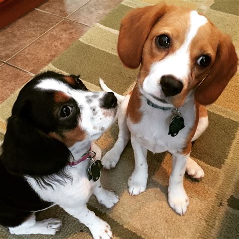 King Charles Spaniel Mix With Beagle: A Unique And Lovable Dog Breed