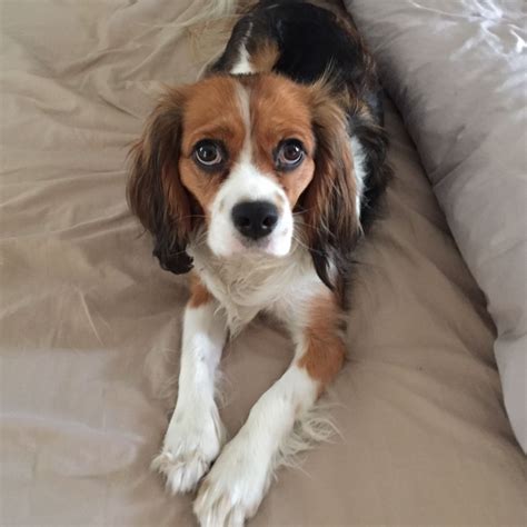 4 month old Beaglier. Beagle and Cavalier King Charles spaniel mix