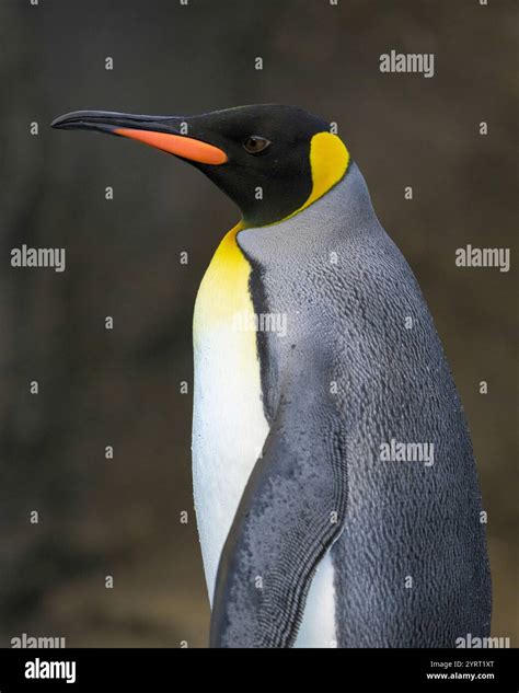 King Penguin Close Up