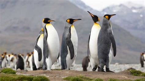 King Penguins