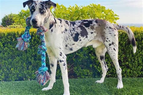 King Shepherd Great Dane Husky Mix: The Ultimate Hybrid Dog