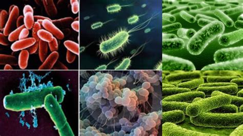 Kingdom Monera Bakteri: Pengenalan, Kelebihan, dan Kekurangan