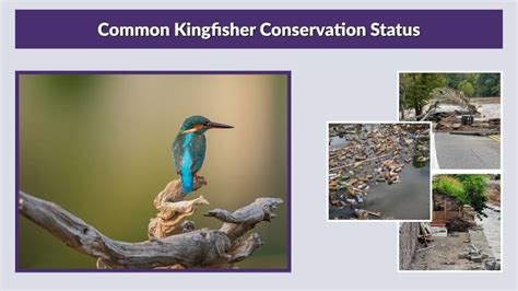 Conservation Status