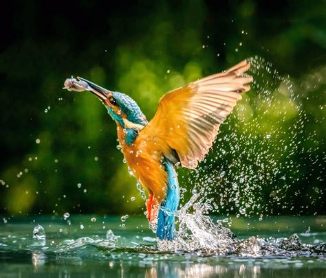 Kingfishers diving underwater