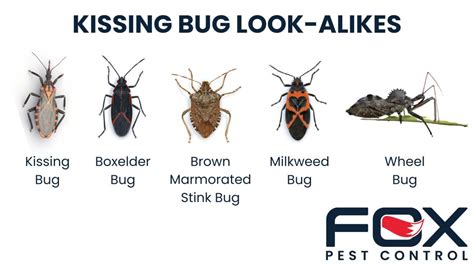 Kissing Bugs