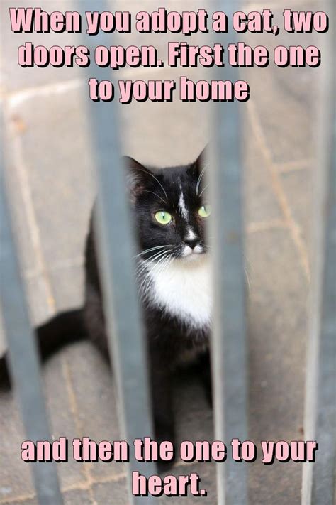 Kitten Adoption Quotes