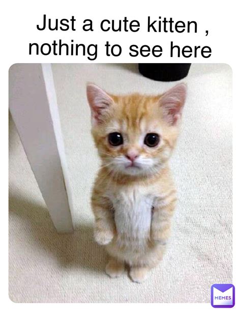 Kitten Cute Cat Memes