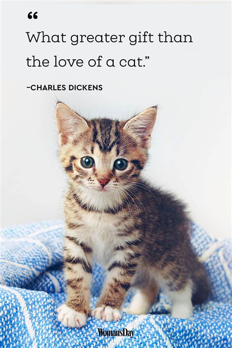 Kitten Images With Quotes