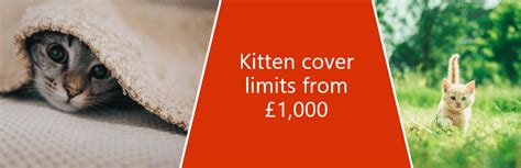 Kitten Insurance Quotes