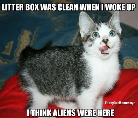 Kitten Memes Clean