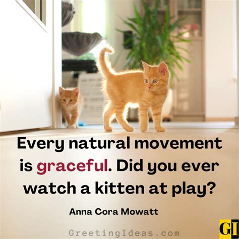Kitten Play Quotes