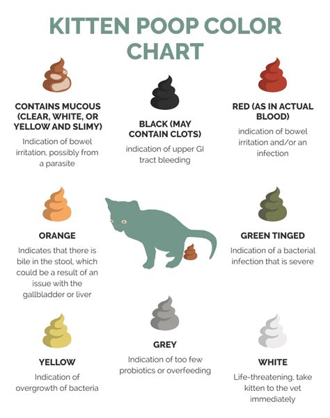 Kitten Poop Chart Pictures