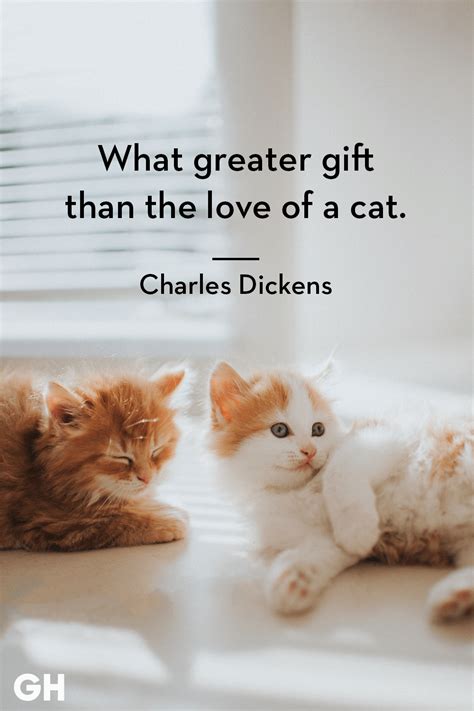 Kitten Quotes For Cats